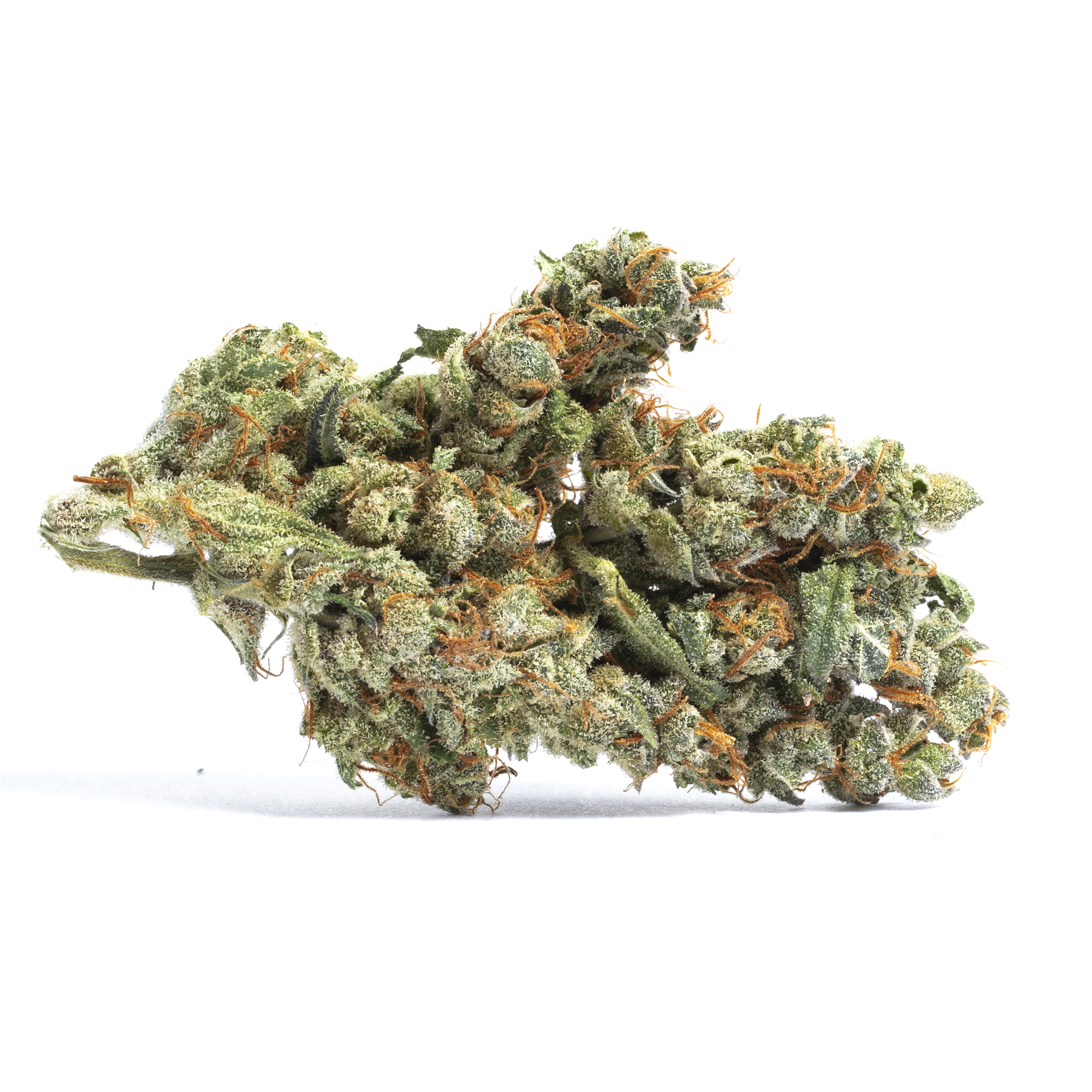 Foto de la variedad Blueberry Cookies
